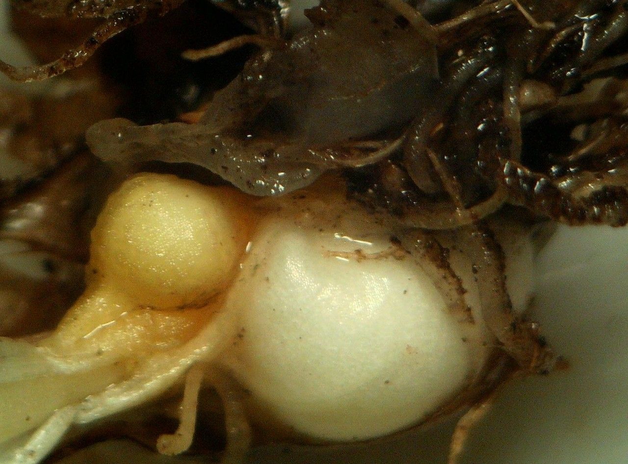 Gagea soleirolii fruit