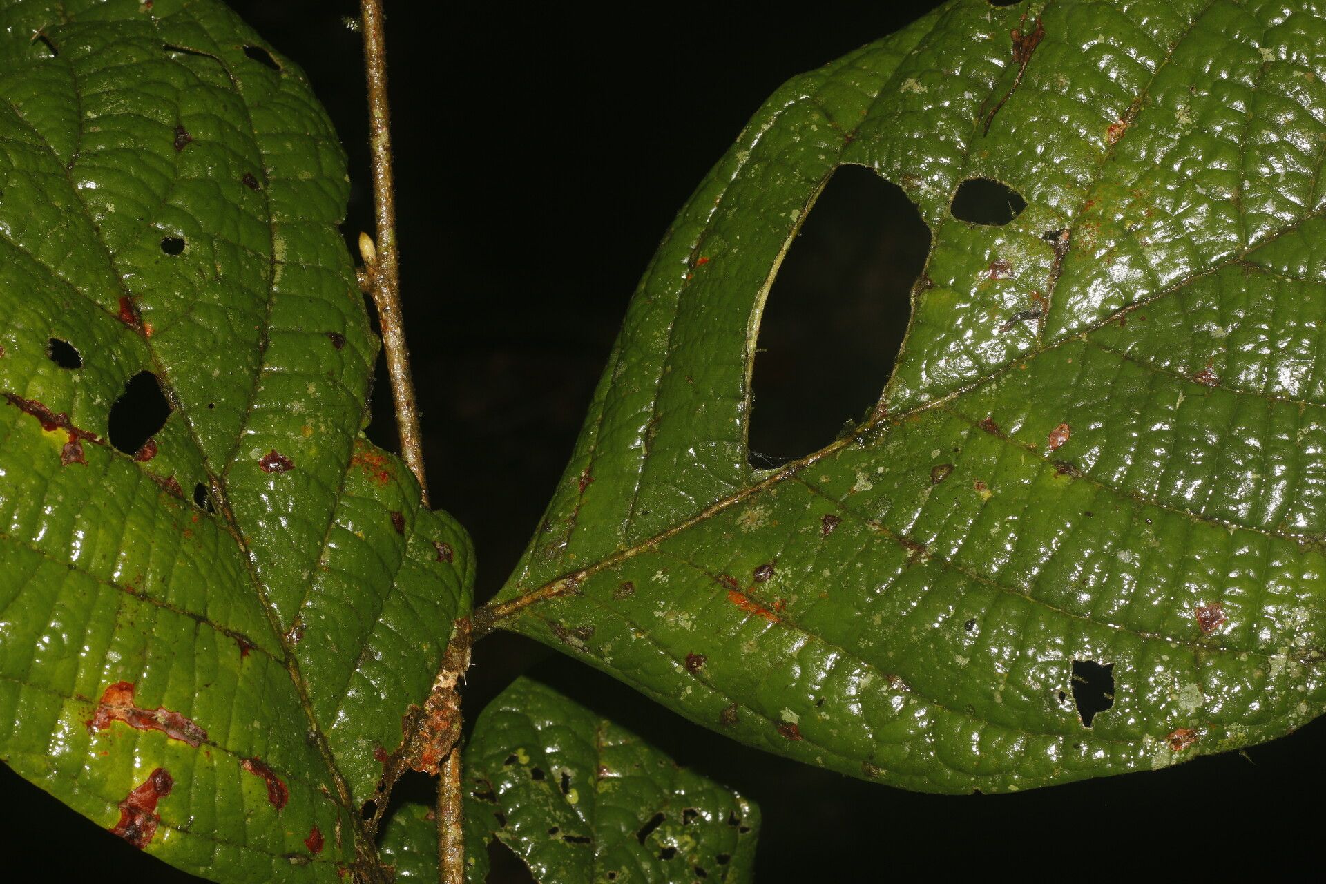 Licania costaricensis leaf