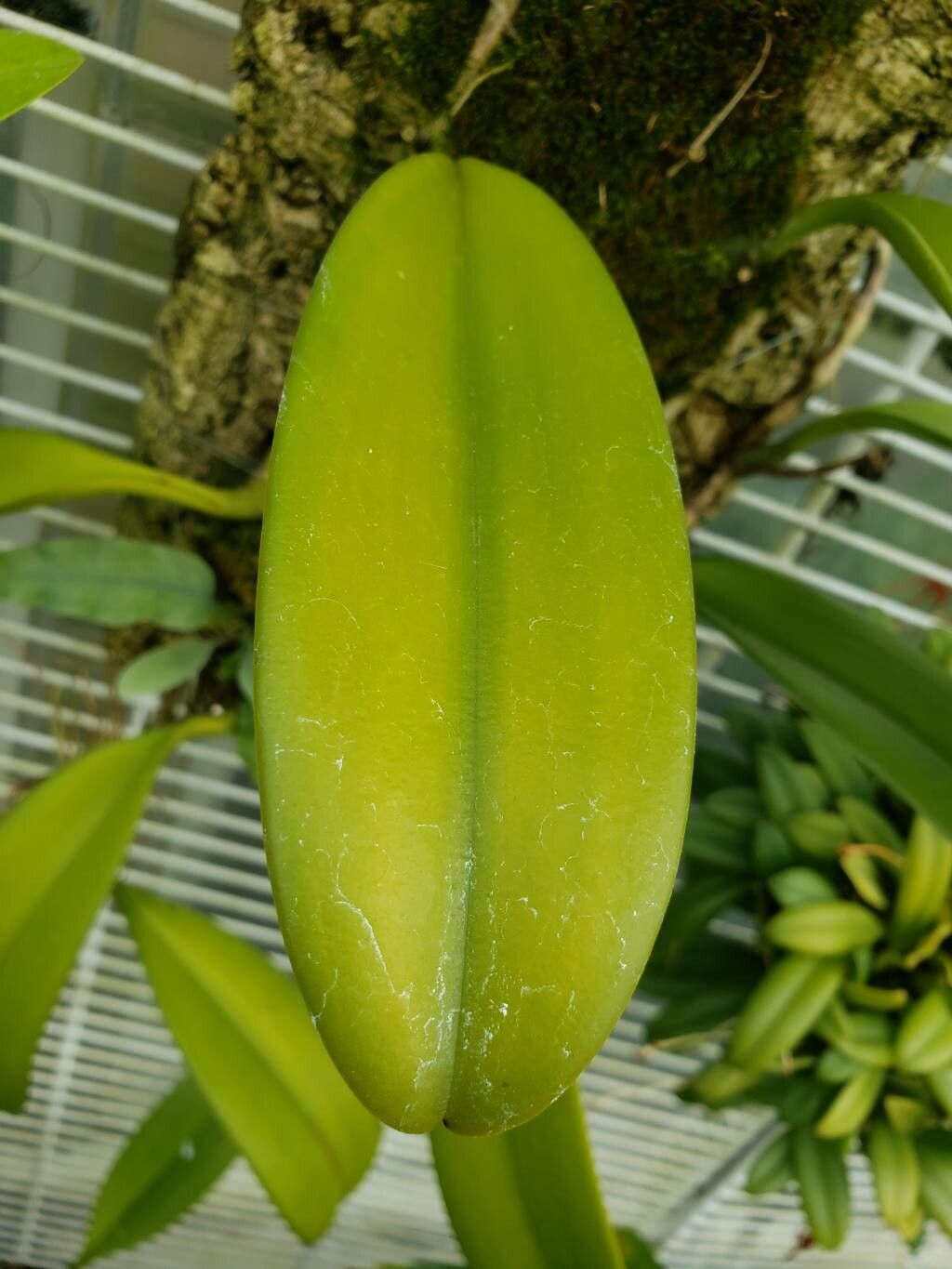 Bulbophyllum cheiri — houseplant care guide