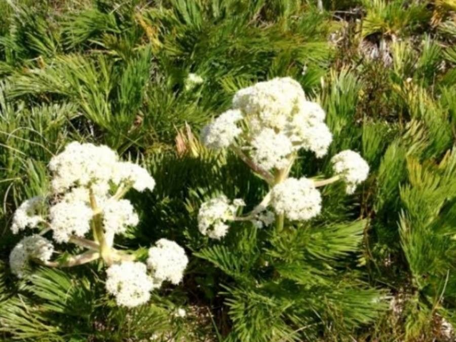 Aciphylla glacialis — related species from the same genus