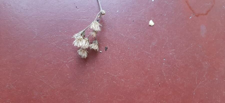 Eupatorium pilosum — search result for 'Kentucky'