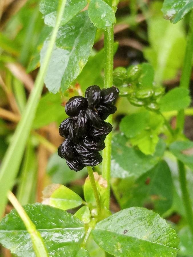 Ophrys incubacea fruit