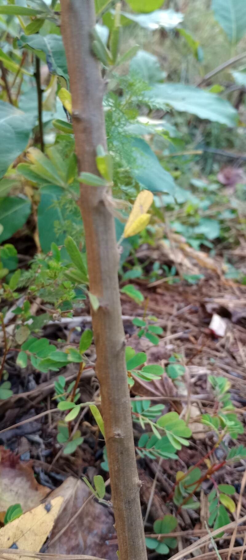 Lespedeza cuneata bark