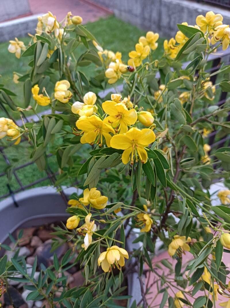 Cassia corymbosa leaf