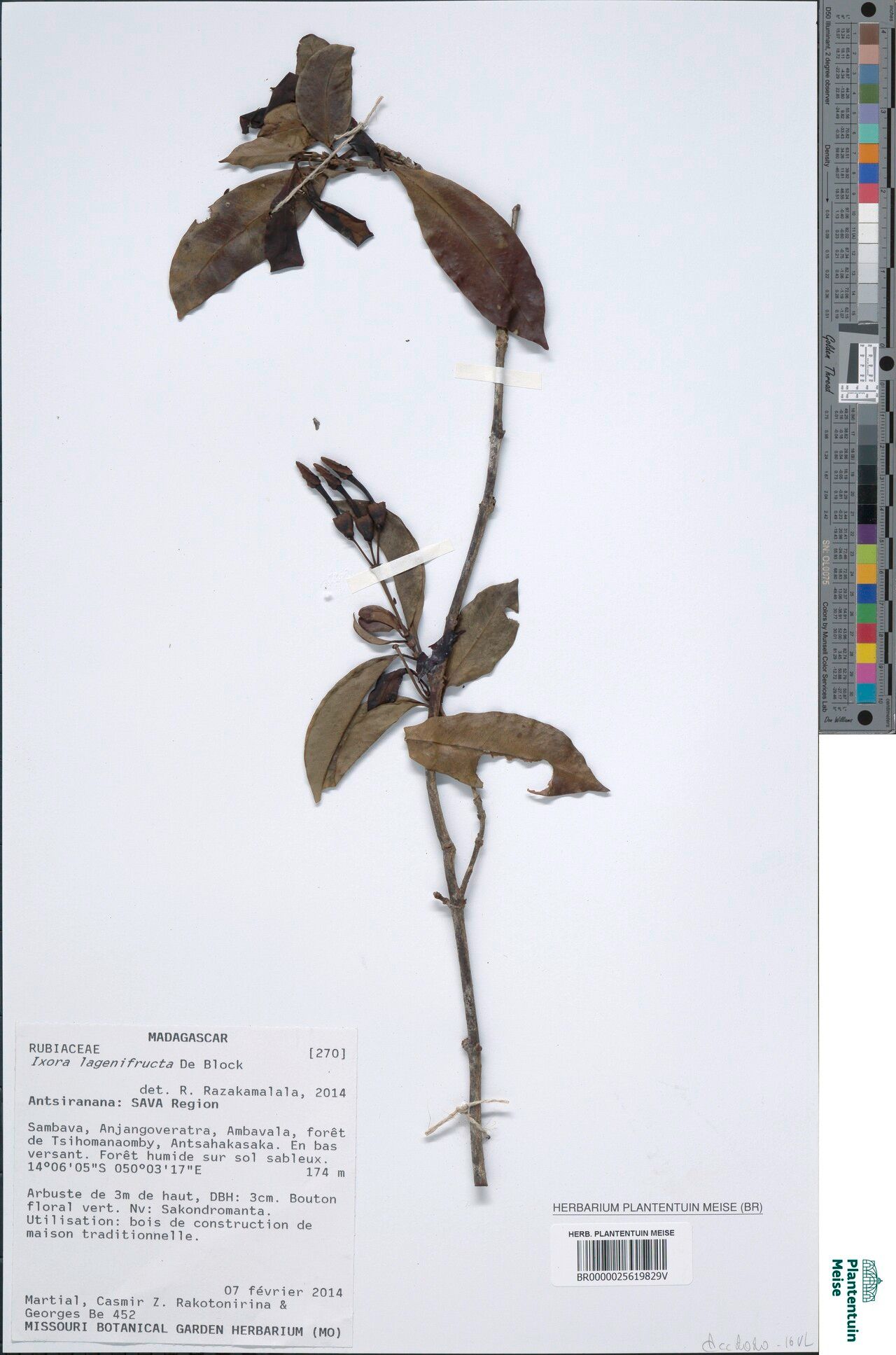 Ixora lagenifructa — search result for 'Ixora'