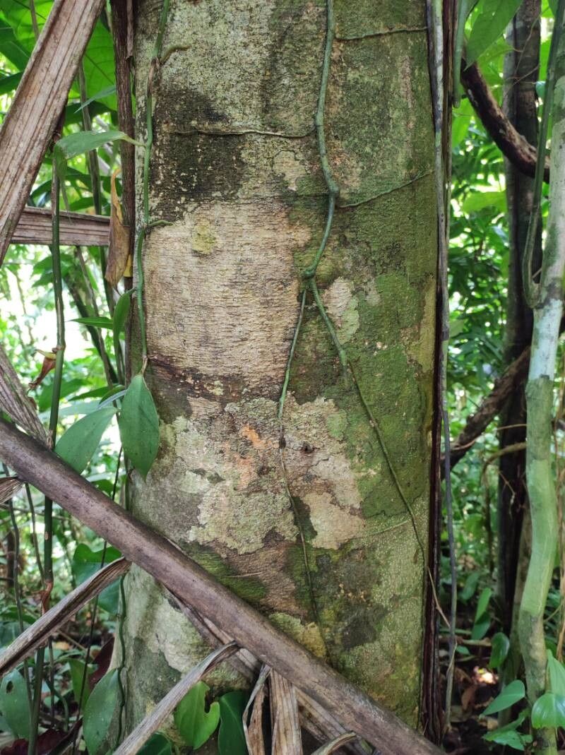 Inga golfodulcensis bark