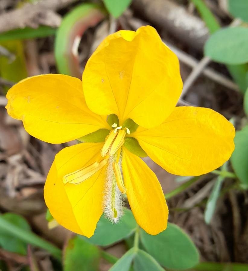 Senna pilifera flower