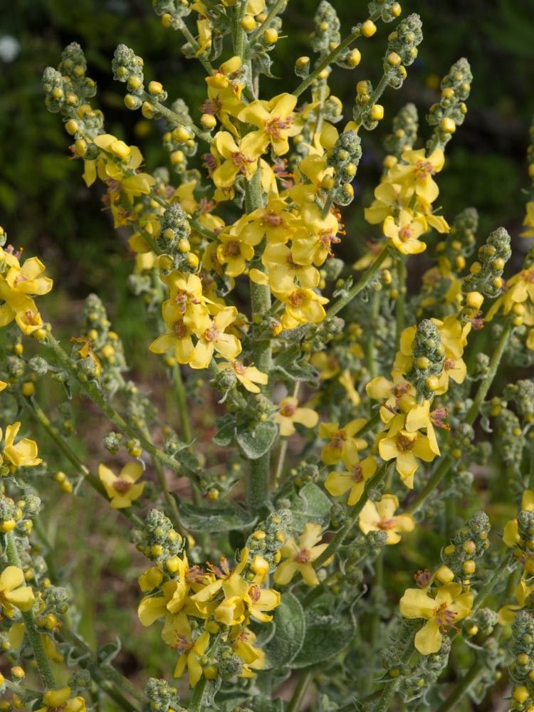 Verbascum epixanthinum flower