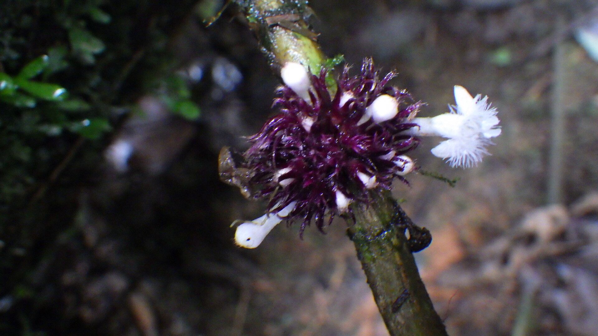 Sabicea sciaphilantha flower