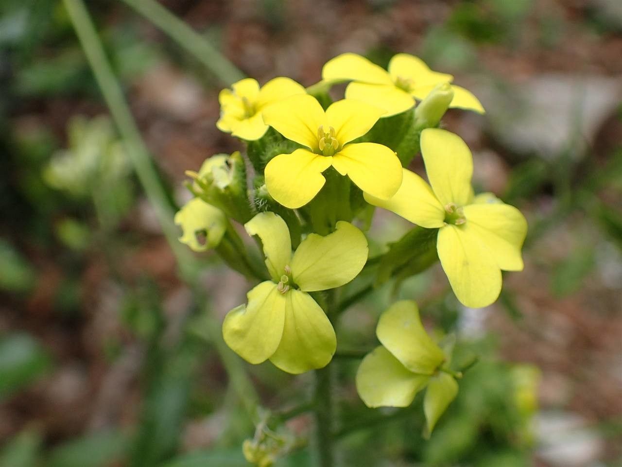 Biscutella cichoriifolia flower