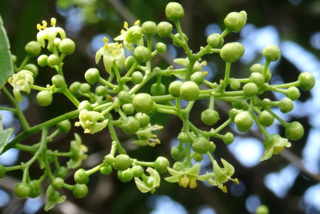 Celastrus paniculatus flower