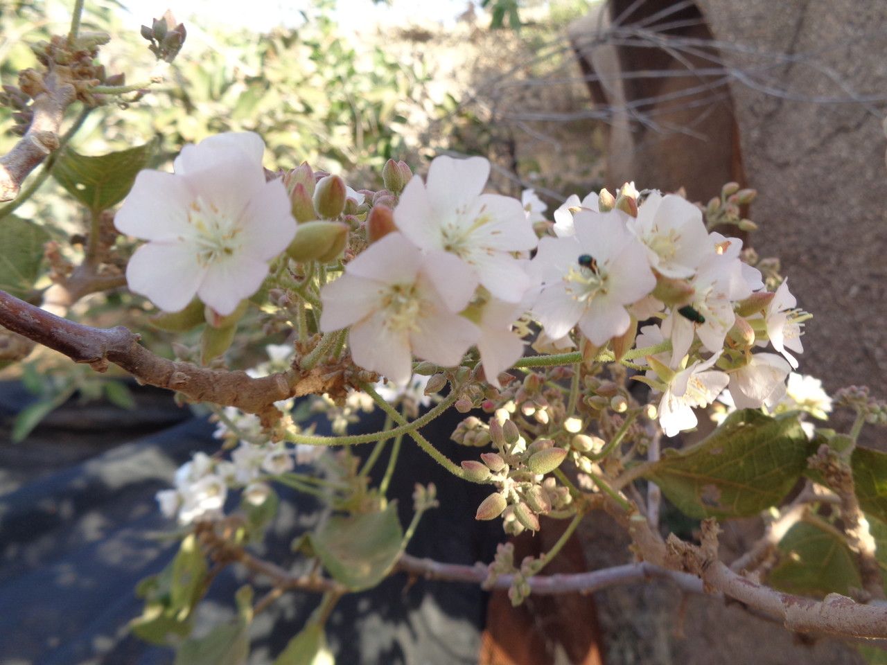 Dombeya rotundifolia other