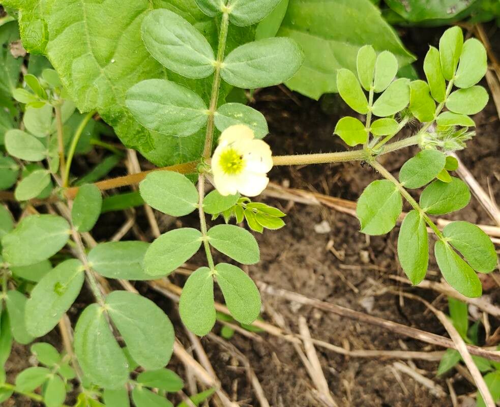 Kallstroemia pubescens — related species from the same genus