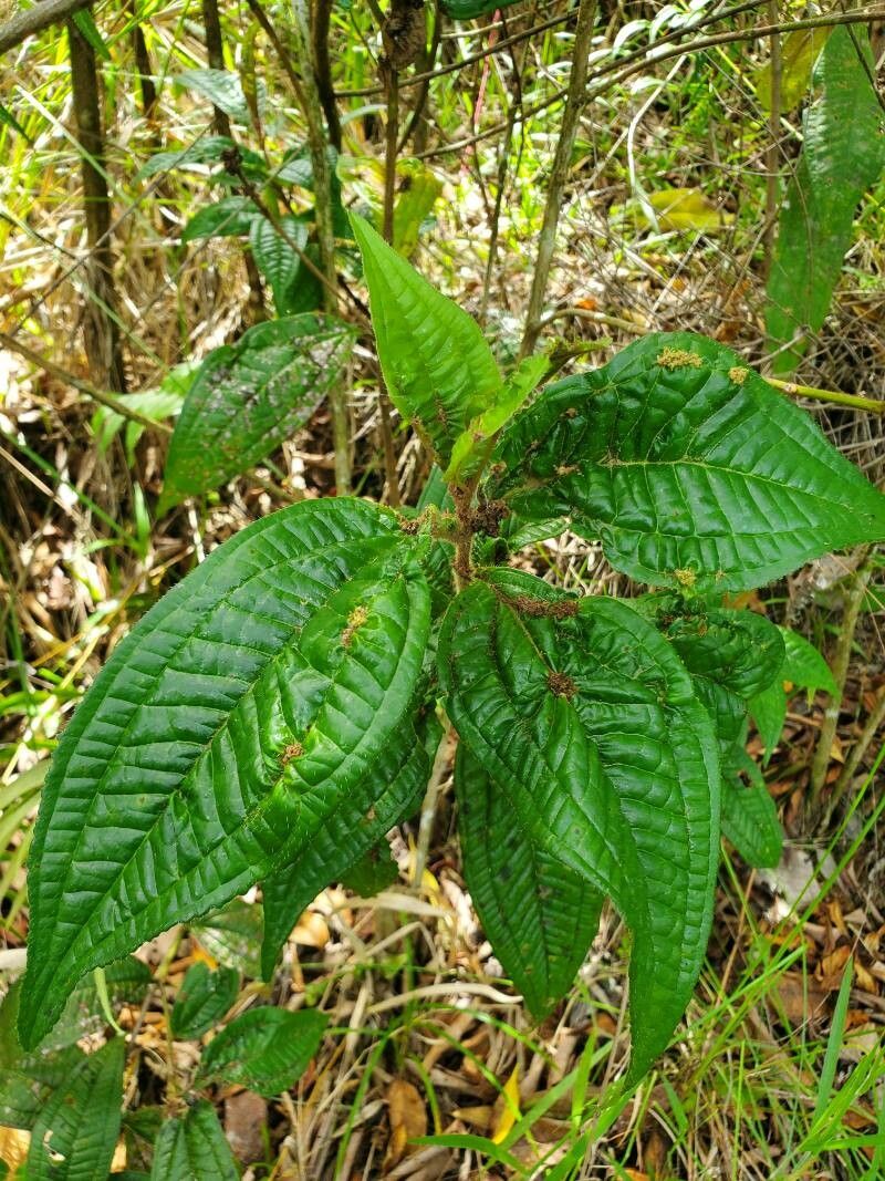 Miconia ibaguensis leaf