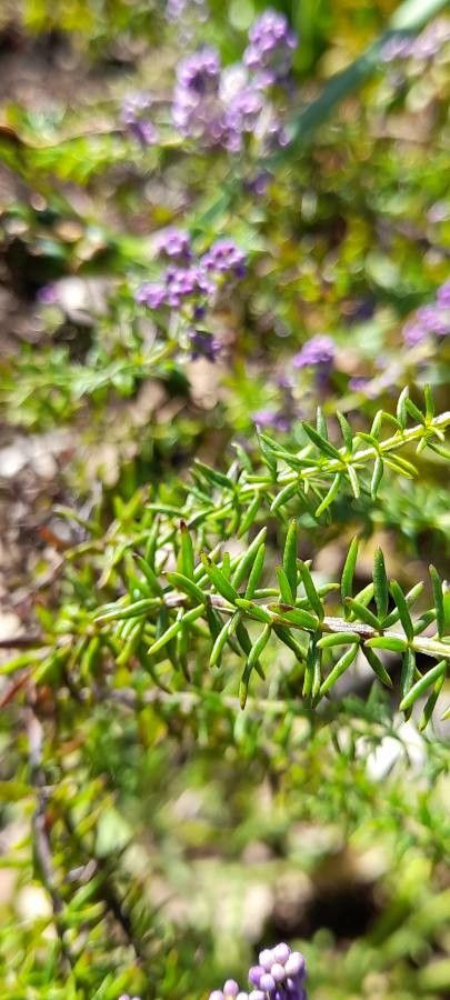 Selago thunbergii — houseplant care guide