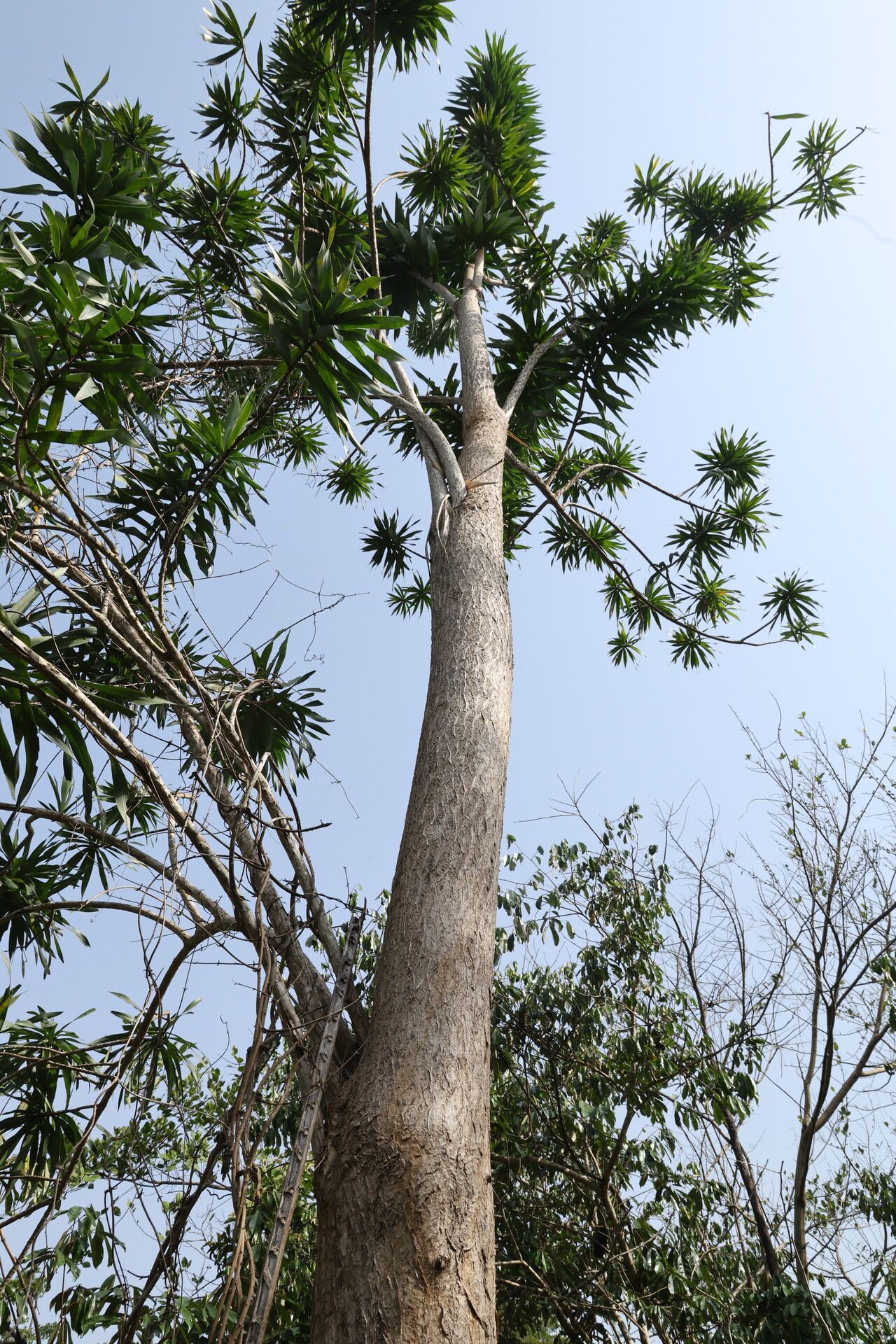 Dracaena perrottetii habit