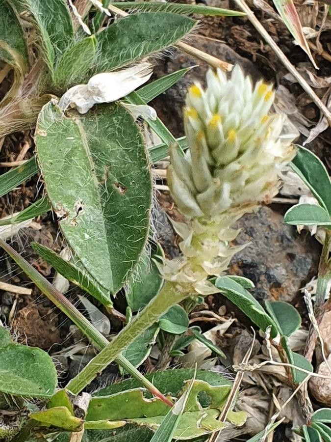 Gomphrena celosioides leaf