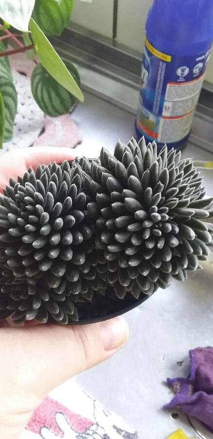 Sinocrassula yunnanensis flower