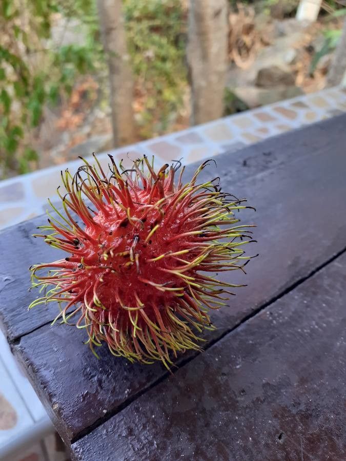 Nephelium lappaceum fruit
