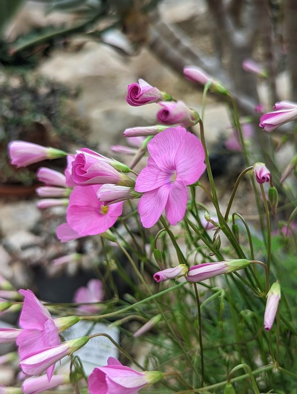 Oxalis stellata flower
