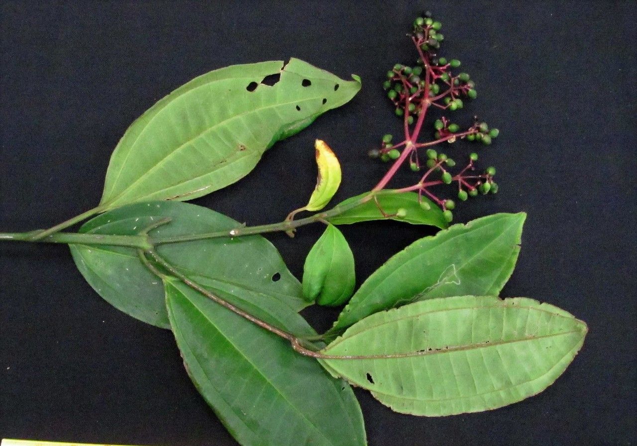 Miconia hondurensis other