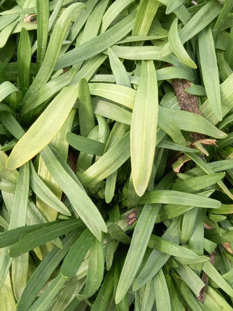 Tetraneuris scaposa — houseplant care guide