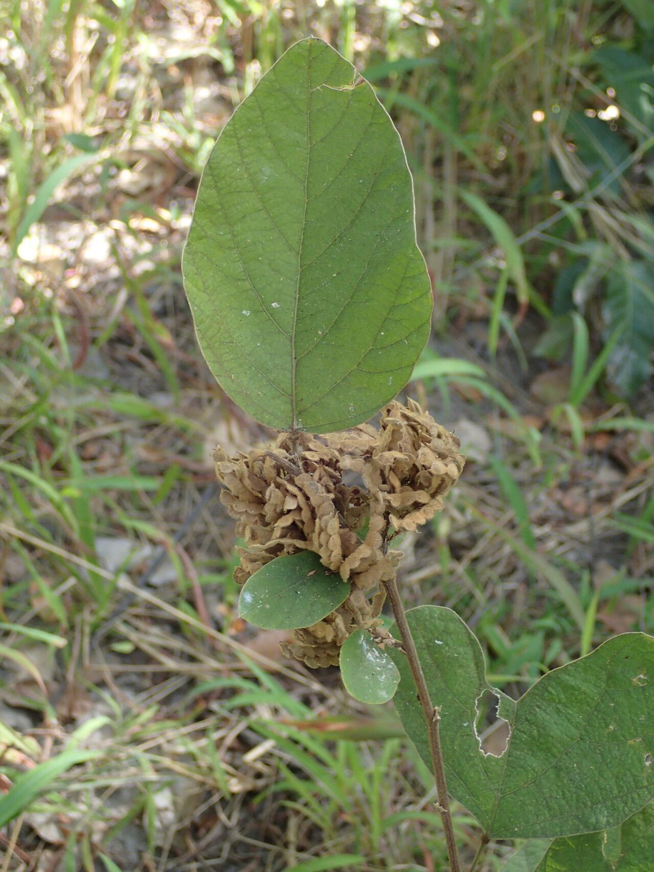 Desmodium velutinum other