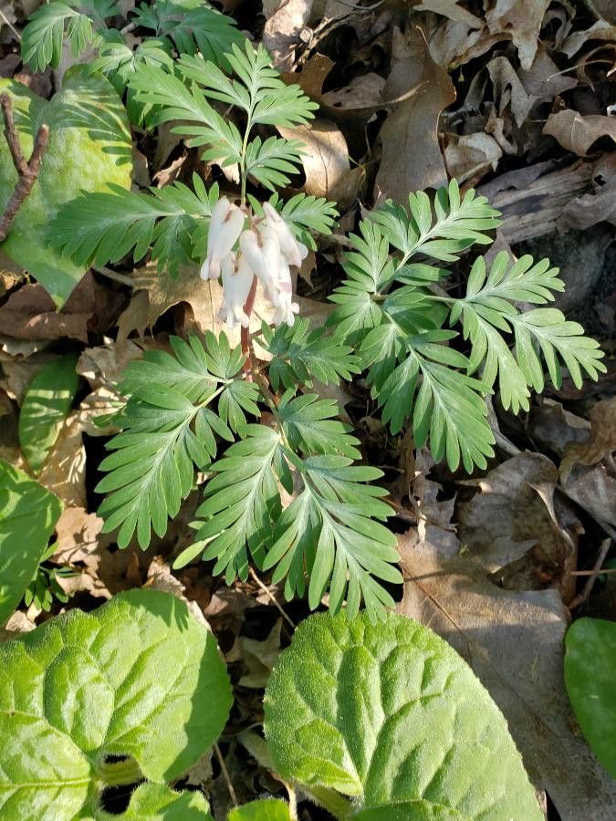 Dicentra canadensis