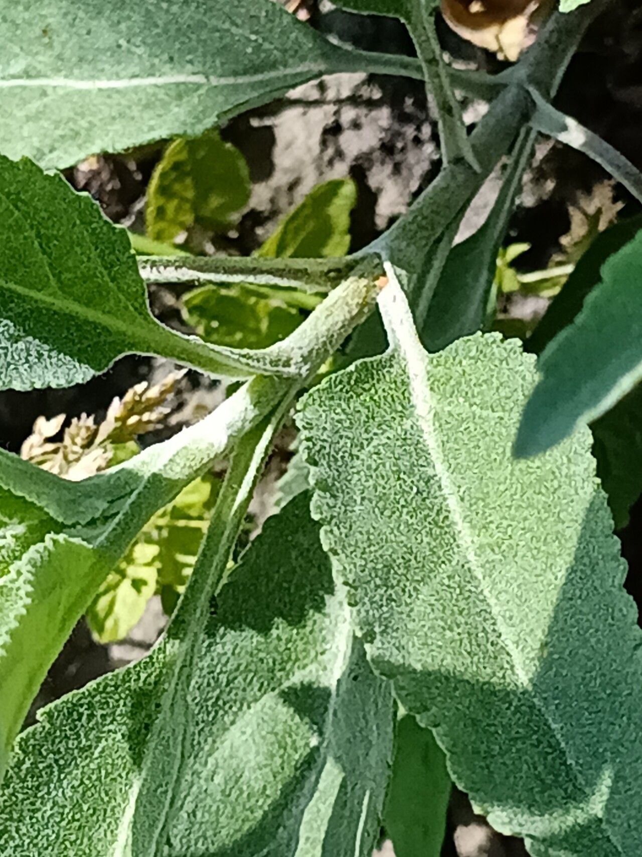 Veronica incana bark