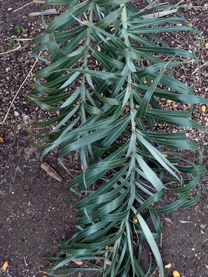 Allagoptera arenaria leaf