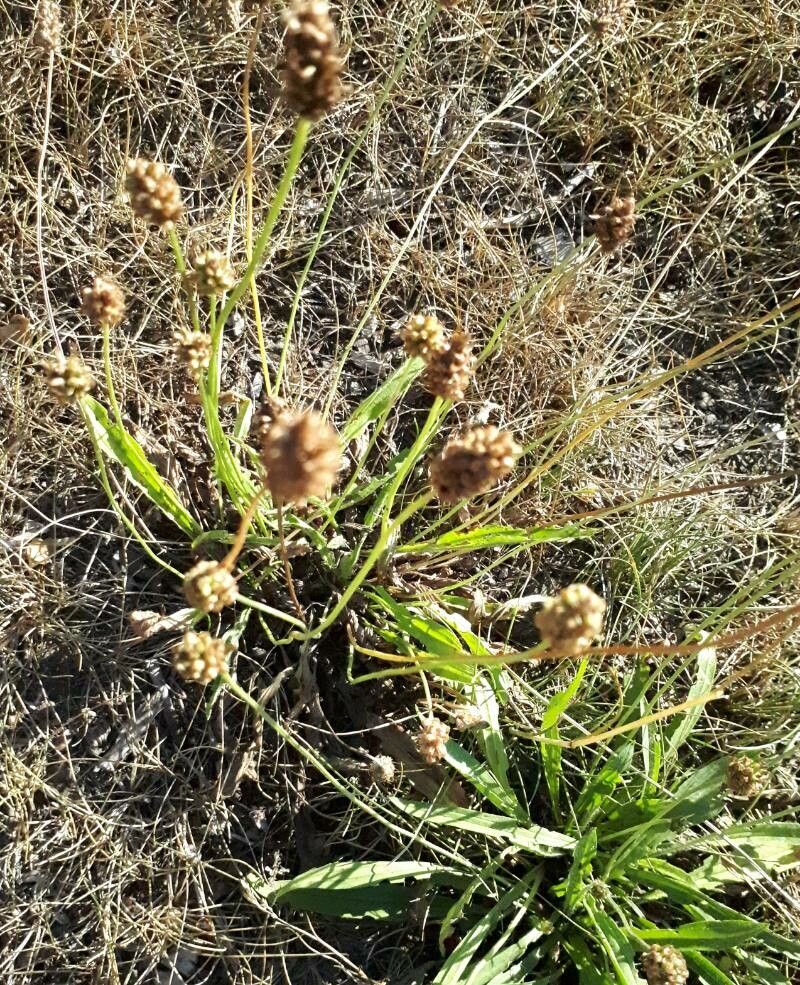 Plantago ovata flower