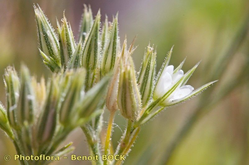 Minuartia glomerata fruit