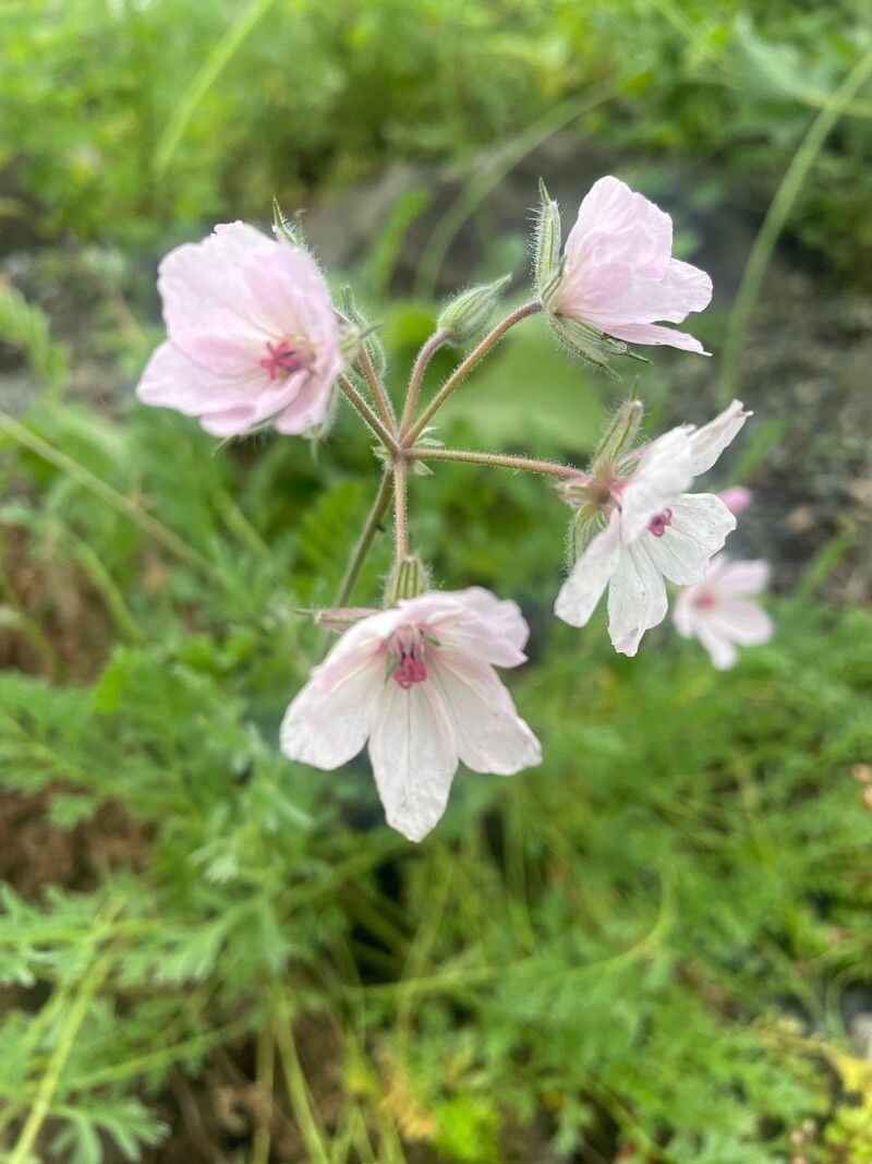 Erodium absinthoides flower