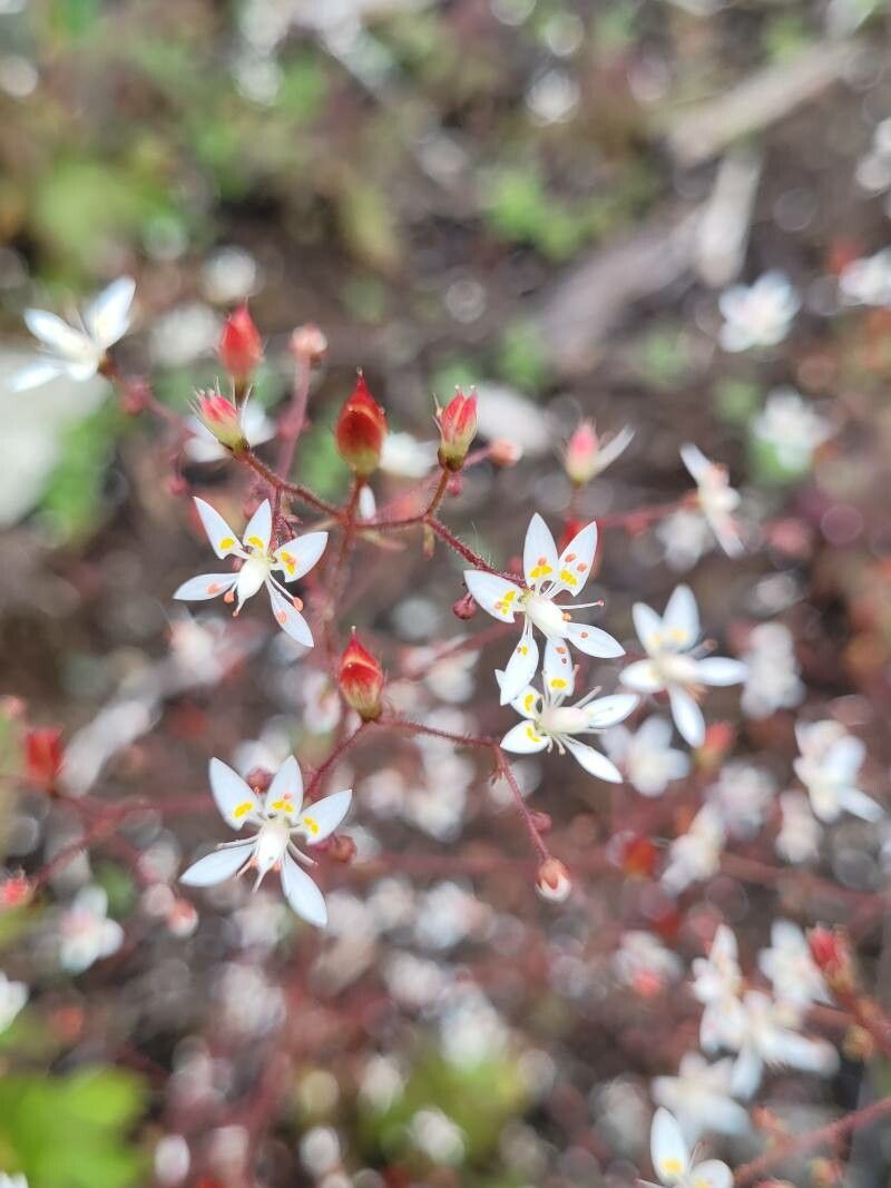 Micranthes petiolaris flower