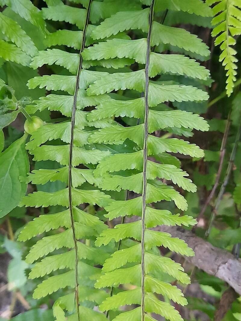 Asplenium argentinum — houseplant care guide