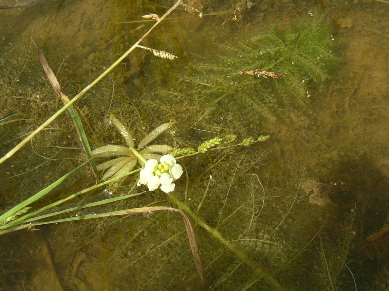 Utricularia inflexa habit