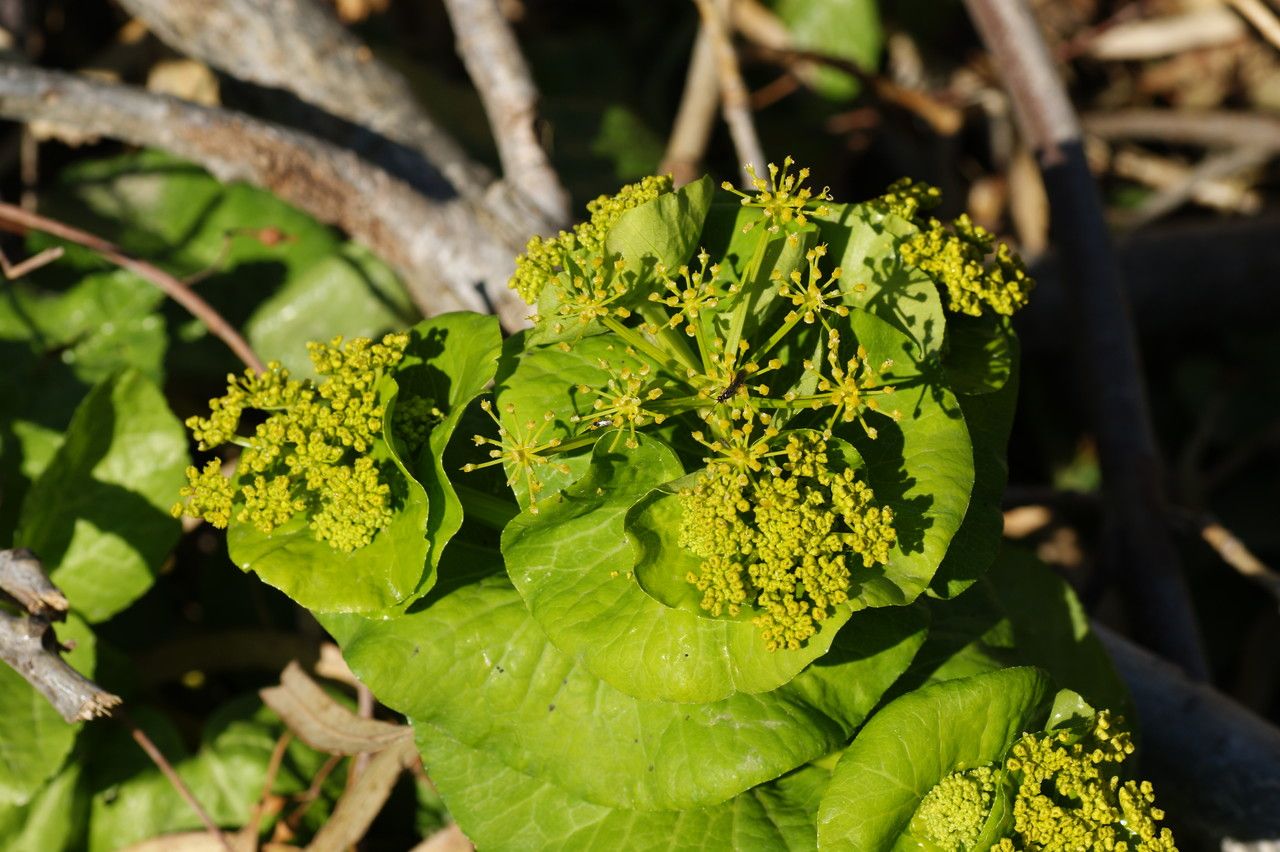 Bupleurum glumaceum flower