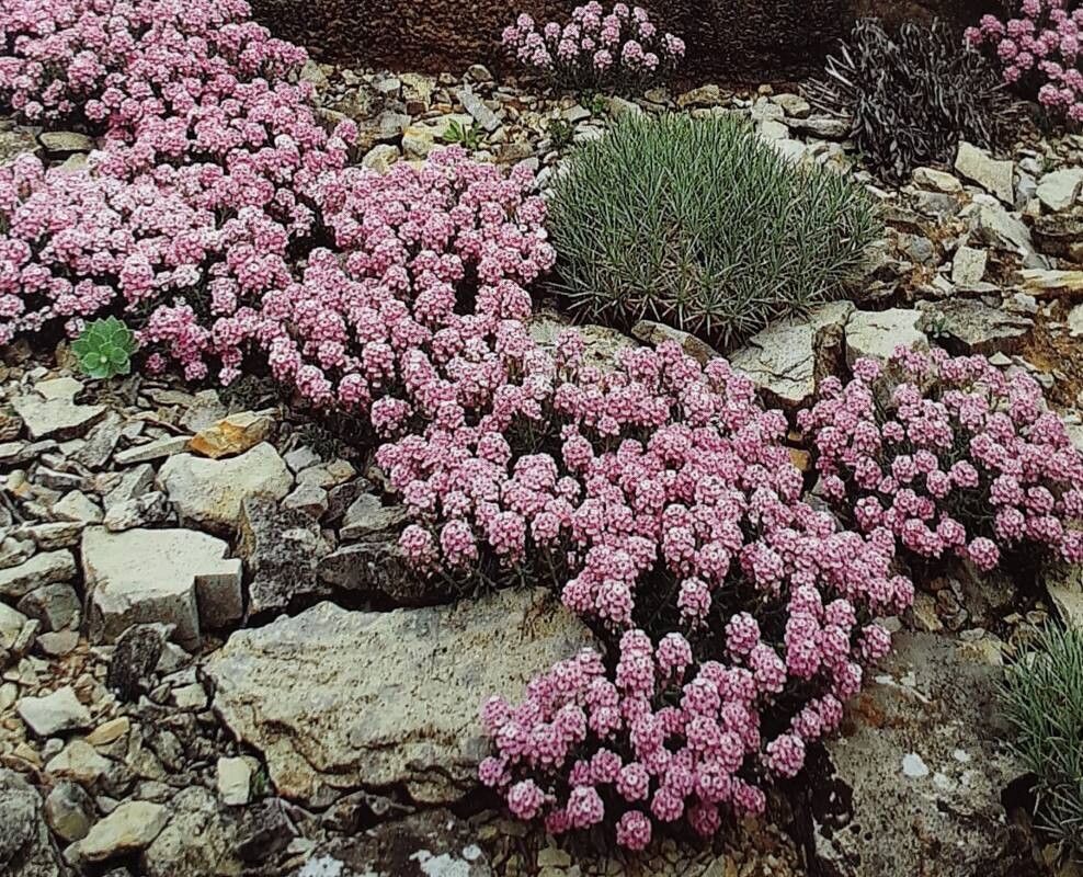 Aethionema schistosum — houseplant care guide