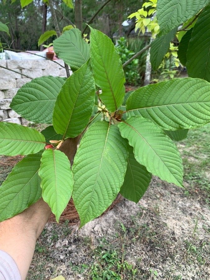 Mitragyna speciosa — search result for 'Papua New Guinea'