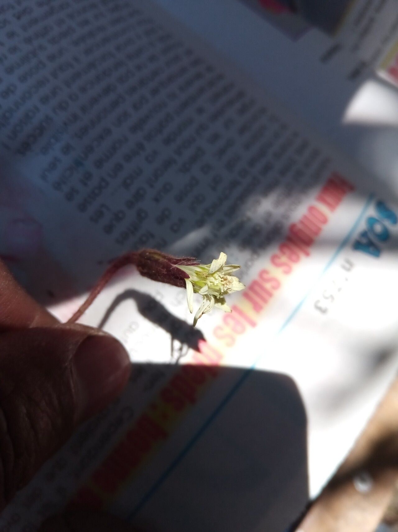 Gerbera perrieri flower