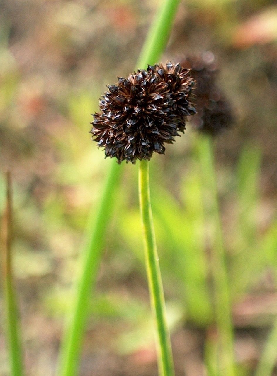 Juncus ensifolius fruit
