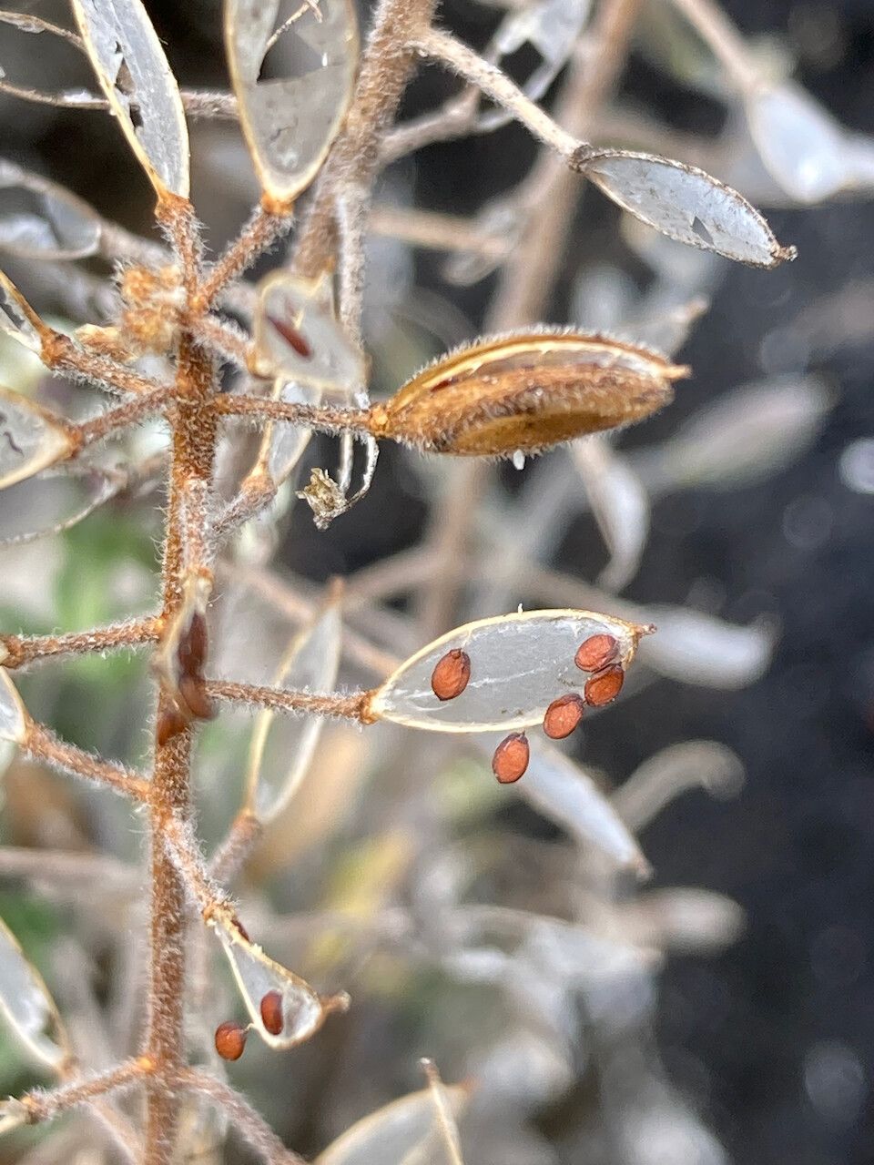 Draba hallii fruit