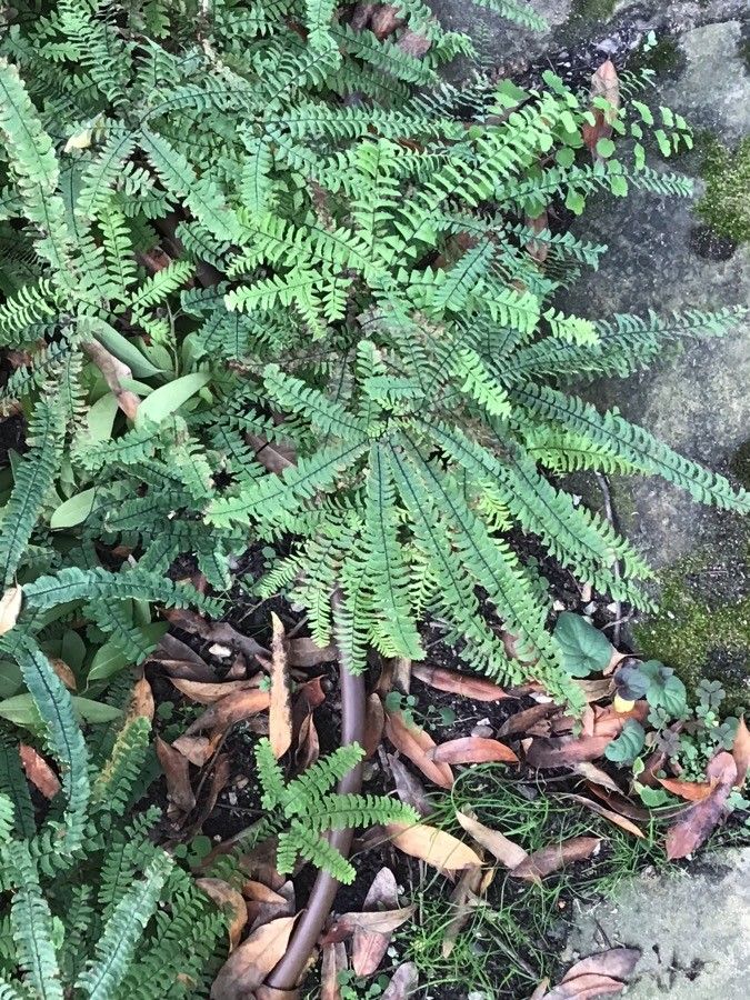 Adiantum pedatum