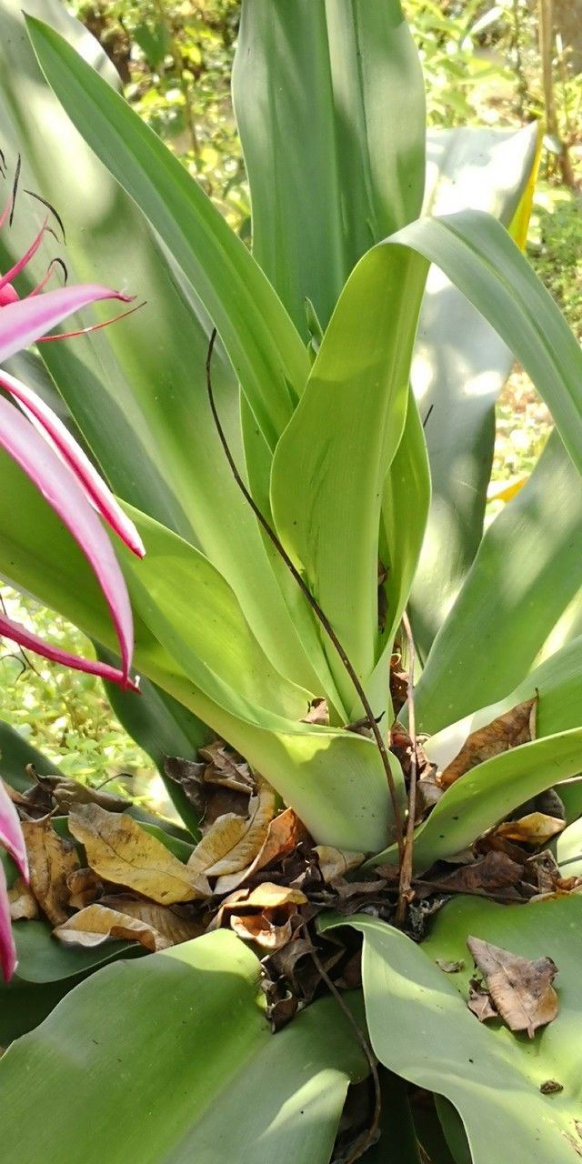 Crinum × amabile — search result for 'Crinum'