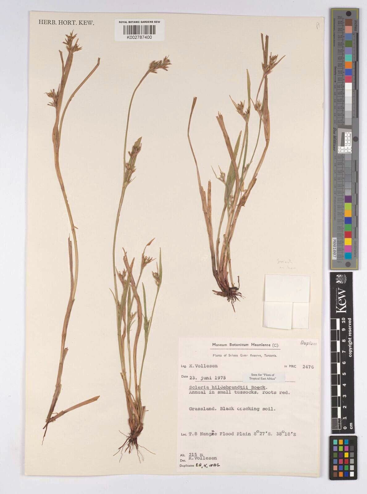 Scleria hildebrandtii — houseplant care guide