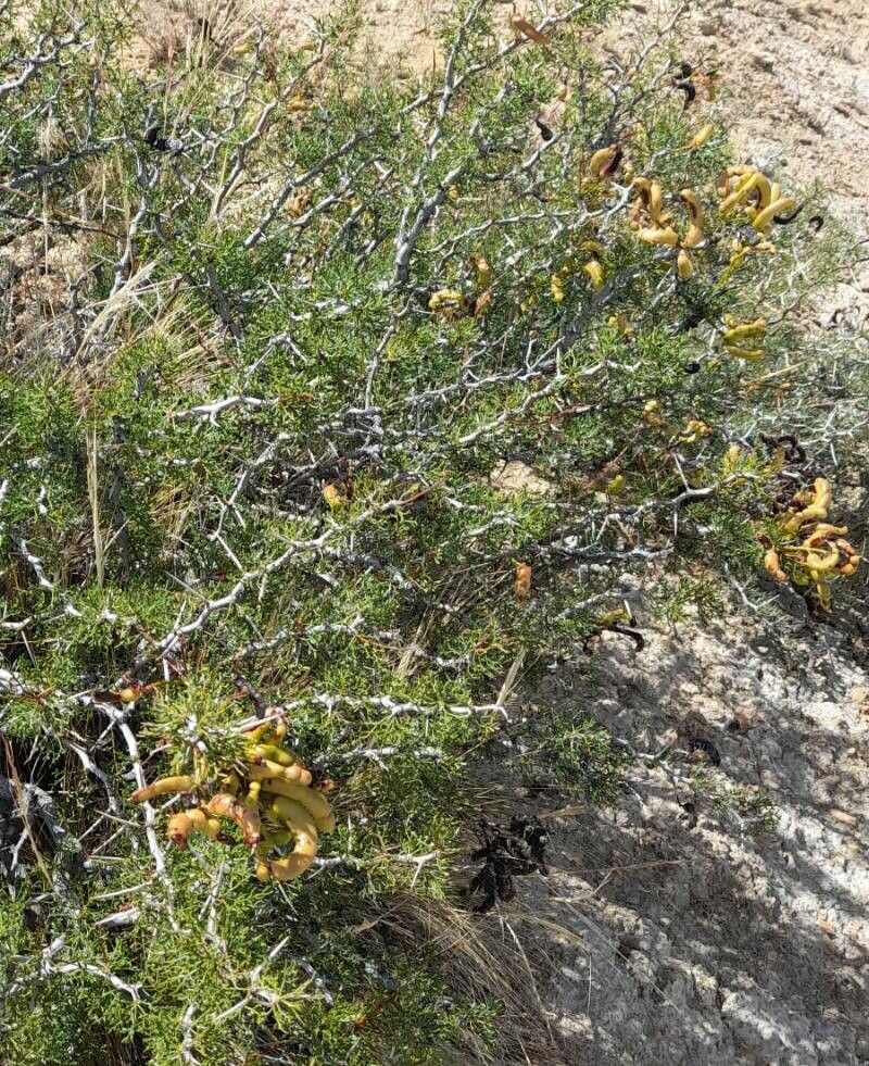 Prosopis denudans habit