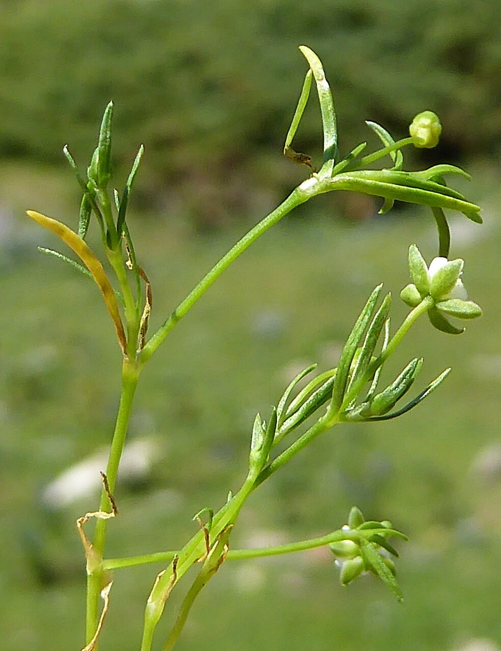 Sagina saginoides — clay tolerant houseplant
