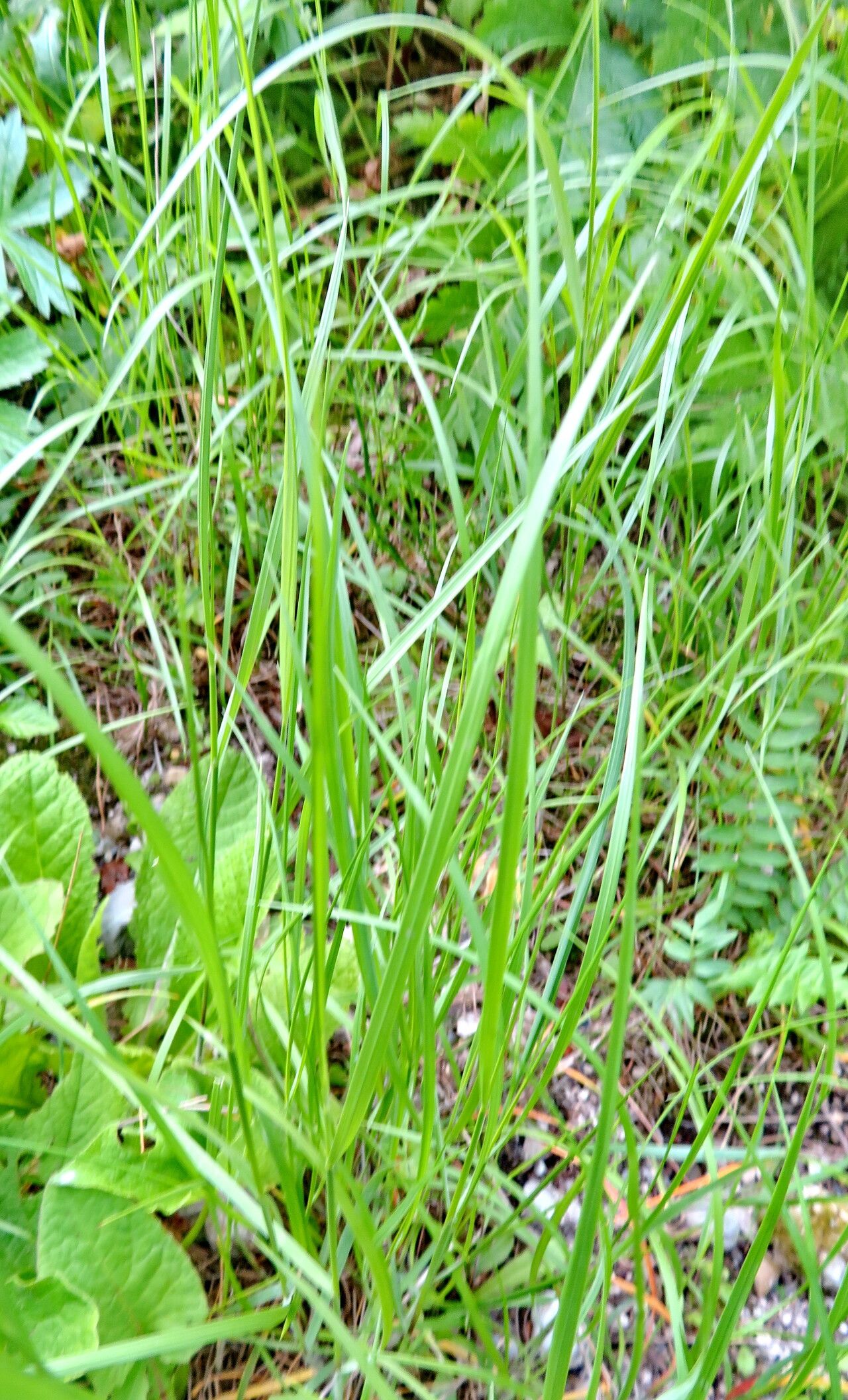 Melica transsilvanica habit