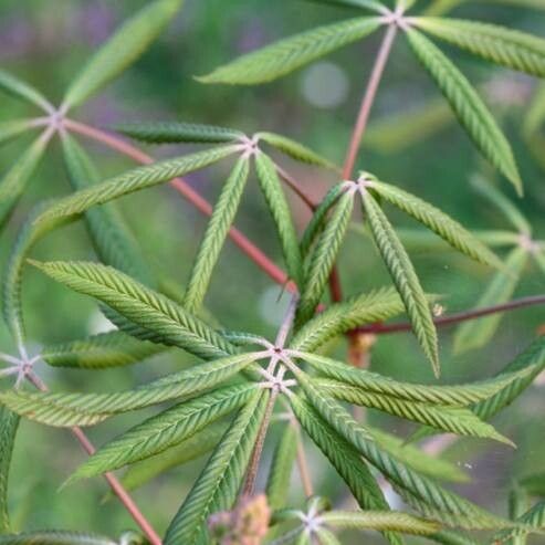 Aesculus × mutabilis leaf