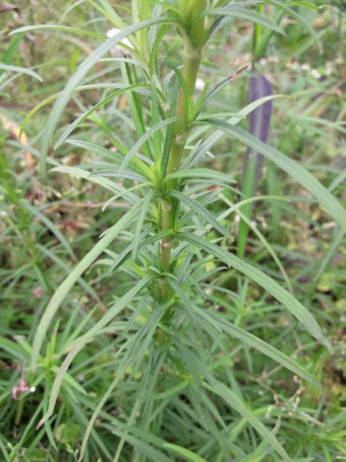 Pectis elongata — related species from the same genus